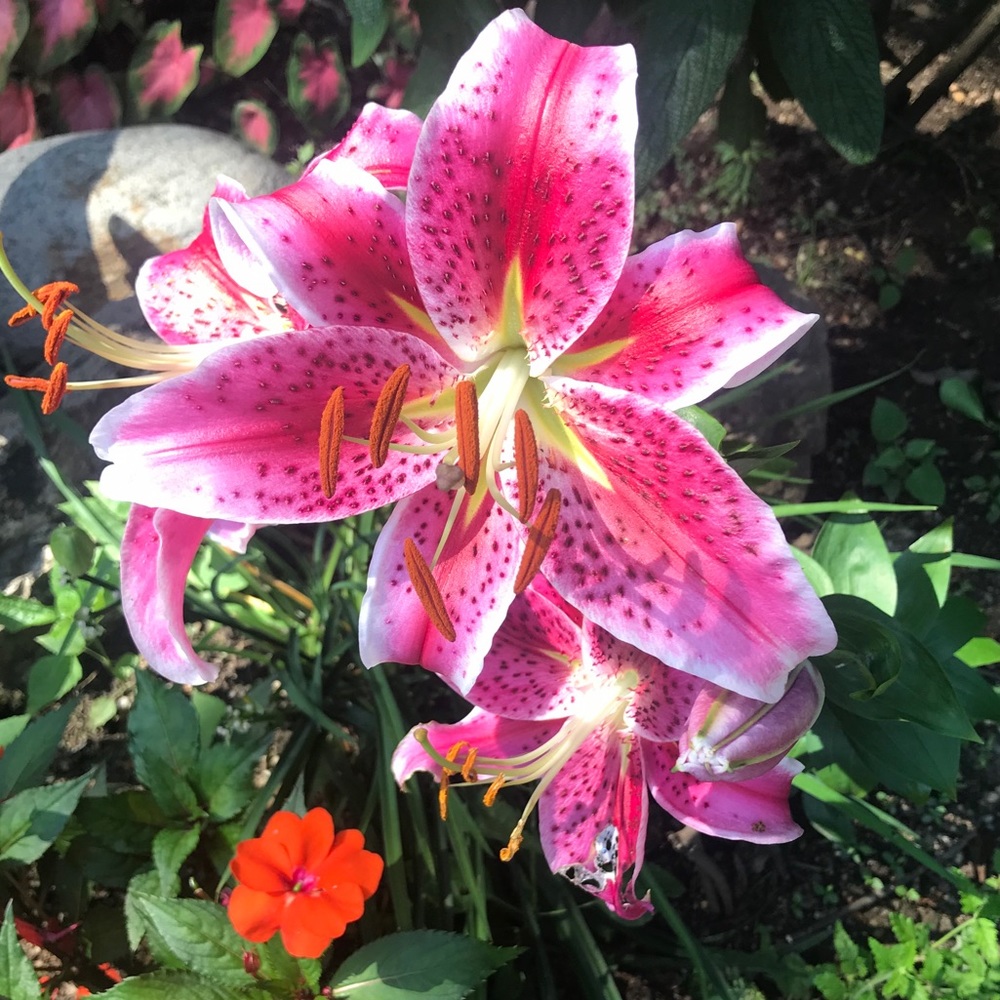 Gorgeous flowers